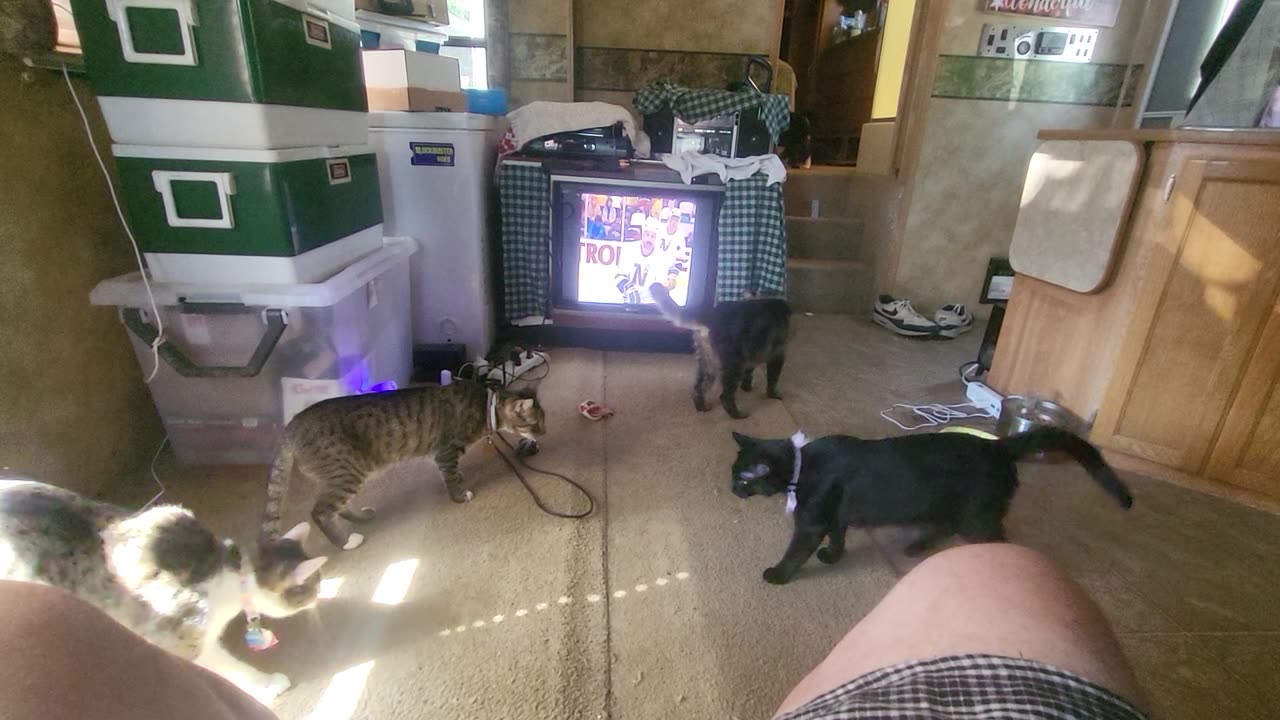 Fighting over catnip