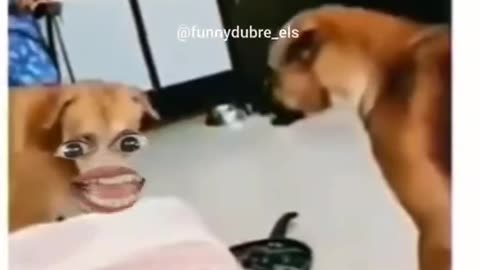 Littels Dog's Comedy Videos 🤣 so cute videos 😍 funny videos 🤣 Live Camera HD 🤩