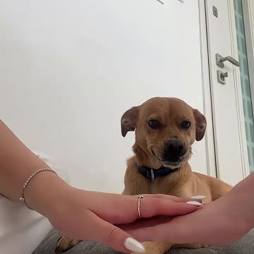 play hands with animals .funny cute video