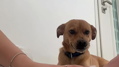 play hands with animals .funny cute video