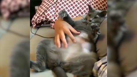 🤣Funny Animals Videos 2020🤣Best Of The 2020 Funny Animals Videos