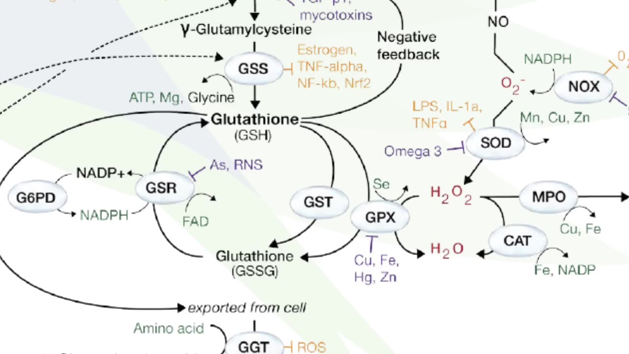 Autism mechanisms: Toxins, genetics and glutathione.