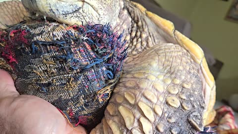 Big Snapping Turtle Time
