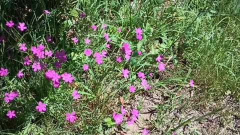 Maiden Pink