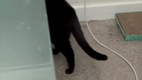 Cute Precious Piper Takes Care of Safety and Security - Adopting a Cat from a Shelter Vlog #shorts