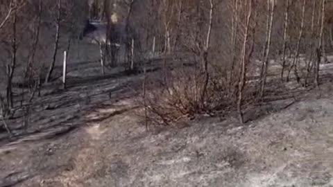Izolohet vatra e zjarrit në pyllin e Poliçanit, nuk ka më rrezik për banesat