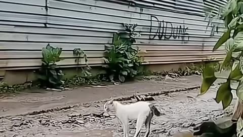 Funny animals - cats and dogs 😅