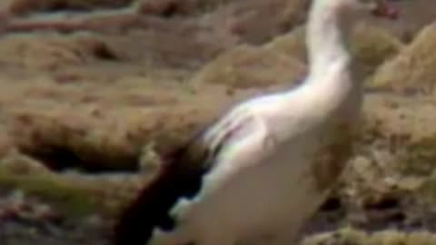 goose
