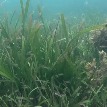 Any Day Snorkeling Is A Good Day!! #mangrove