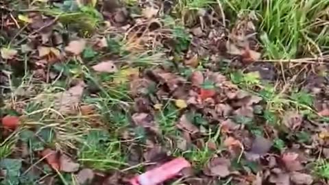 Dublin Shanty towns fills with illegal migrants are back in Dublin.