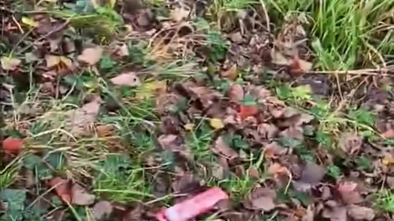 Dublin Shanty towns fills with illegal migrants are back in Dublin.