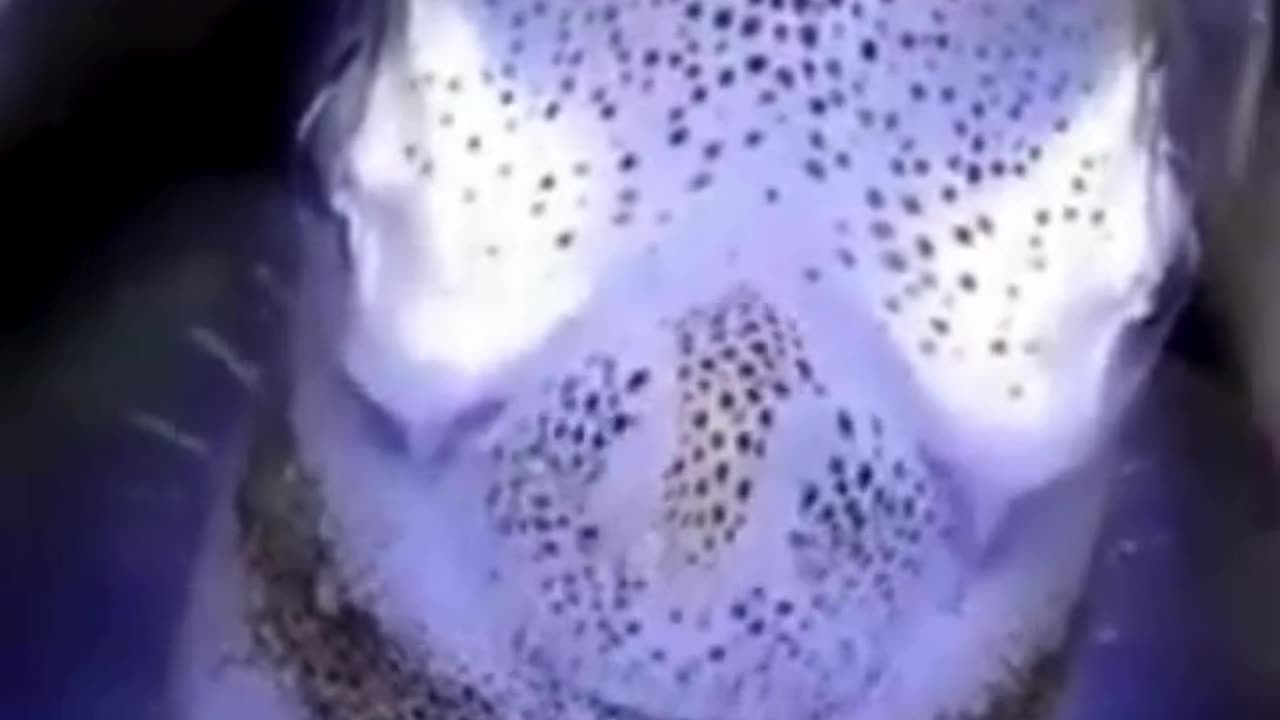 💋 Reef Squid at Night