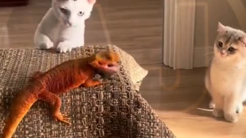 Funny video