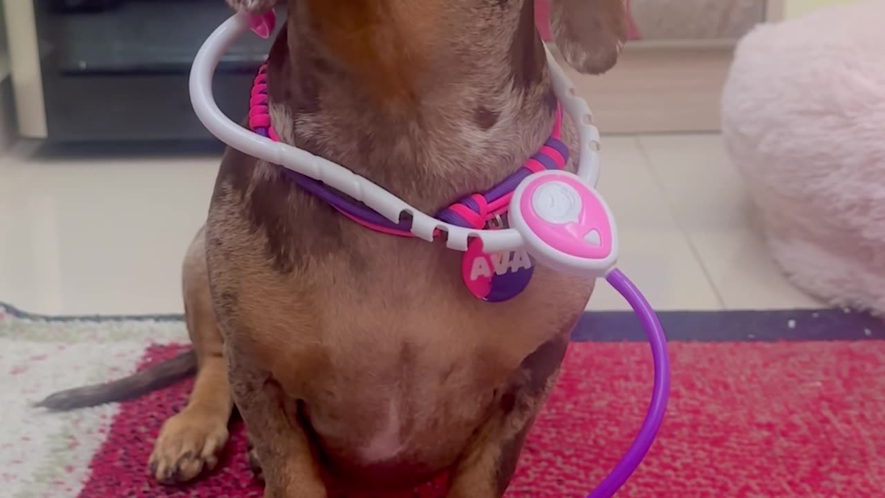 Stuffed Animal Stitched Together By Dachshund Dogtor