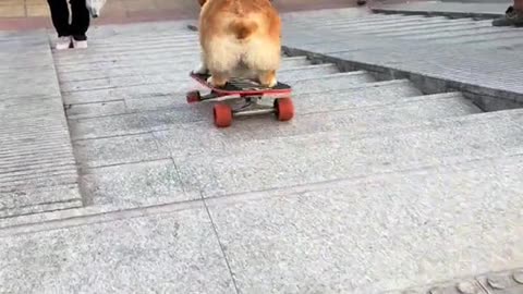 Smart dog