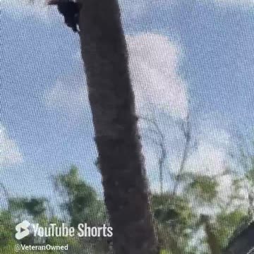 Largest Peckers On The Space Coast - Bird Watching Giant Baby Pileated Woodpeckers in Our Backyard!