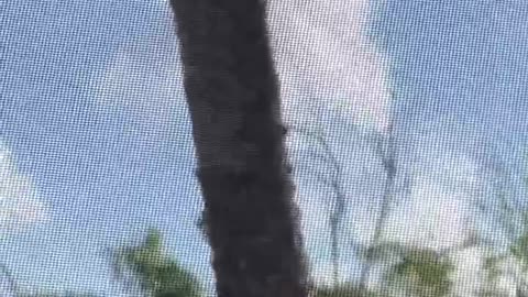 Largest Peckers On The Space Coast - Bird Watching Giant Baby Pileated Woodpeckers in Our Backyard!