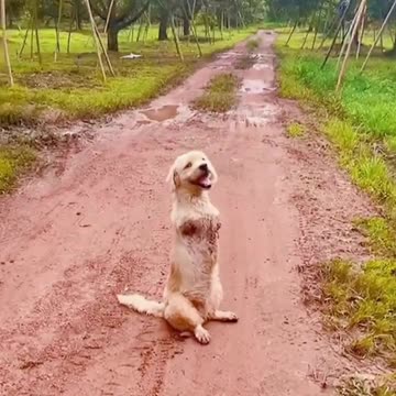 Pet Inclusion: Would You Adopt This Cute One? 💙🐾✨