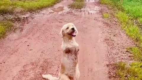 Pet Inclusion: Would You Adopt This Cute One? 💙🐾✨