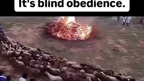 Blind obedience