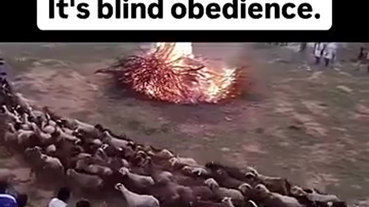 Blind obedience