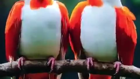 Colorful Birds in the wild l Natures Beautiful Symphony