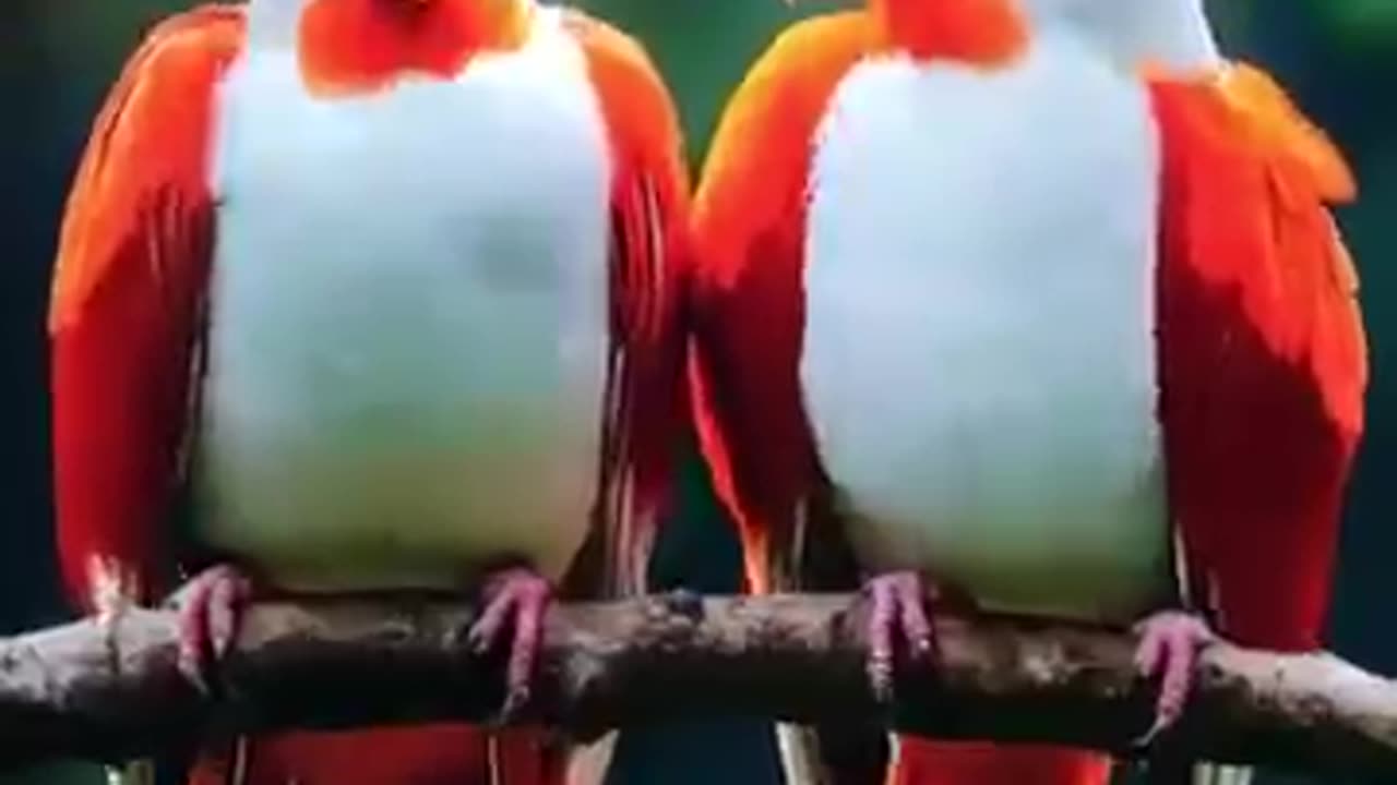 Colorful Birds in the wild l Natures Beautiful Symphony