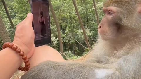 Monkey enjoying watching women dancing lol, he knows what he likes