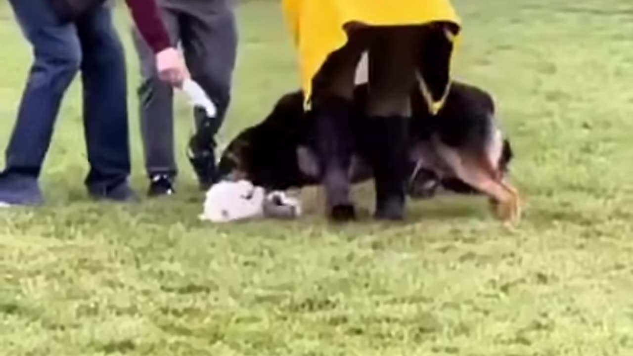 Man helps save small dog from a large dog