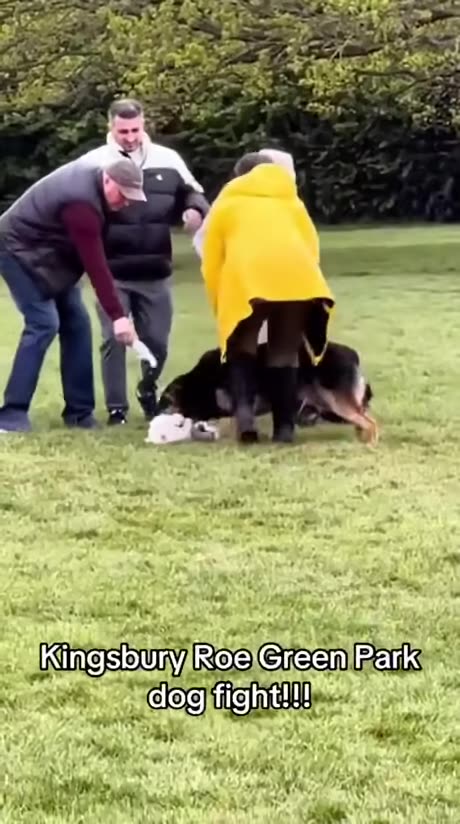 Man helps save small dog from a large dog