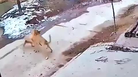 Guard dog vs mad dog #trending #animals #wildlife #youtubeshorts #youtube #shorts #dog #dogs#chicken