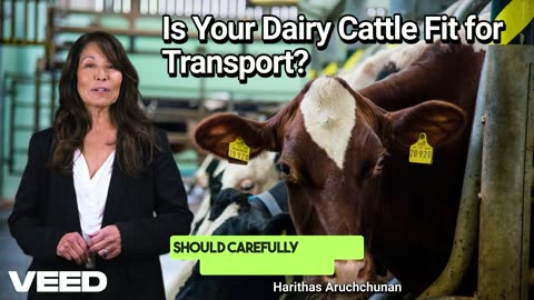 Essential Guide:Dairy Cattle Transport Safety