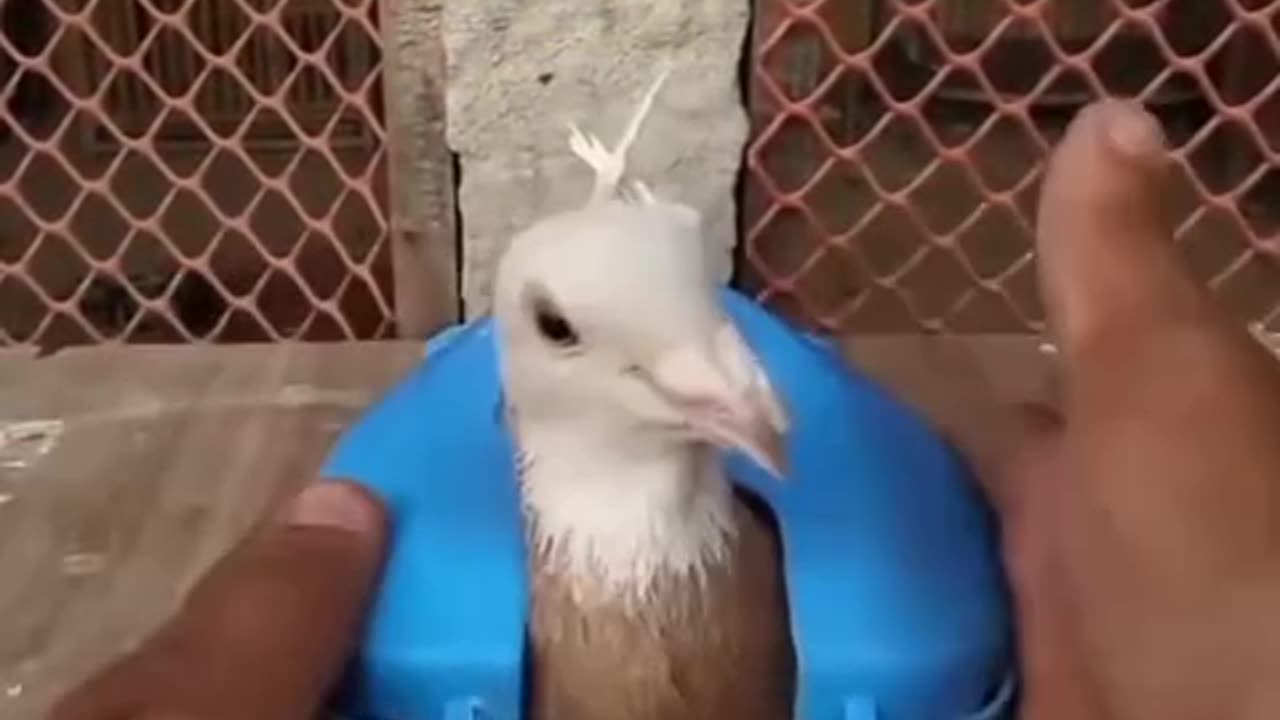 Awesome Technique