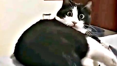 😆😂 "This Dog Just Invented Comedy!" 😆😂