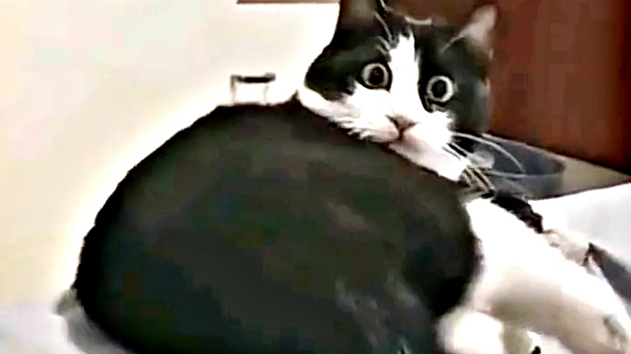 😆😂 "This Dog Just Invented Comedy!" 😆😂