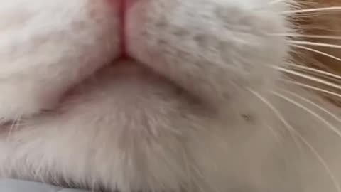 Funny Cat Doing Crazy Things 😹 | Viral Cat Shorts 2025
