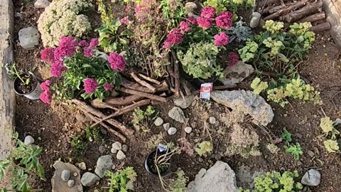 8 Boutique Sedum staged ready to plant