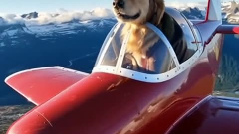 Dog Pilot Takes Off! 🐶✈️🤣