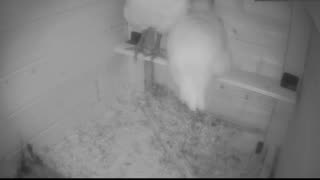 Chicken Live Stream