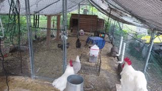 Chicken Live Stream