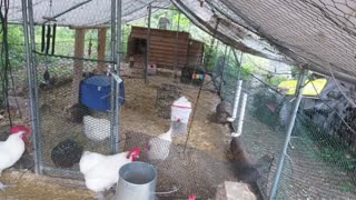 Chicken Live Stream
