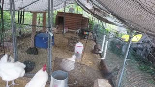 Chicken Live Stream