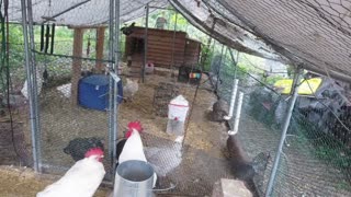 Chicken Live Stream