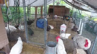 Chicken Live Stream