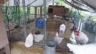 Chicken Live Stream
