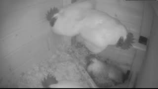 Chicken Live Stream