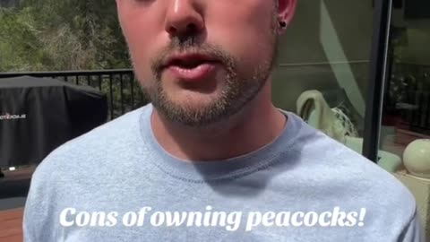 Cons of owning peacocks