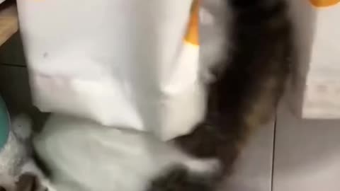 That noise sent me 😭🐾 😂