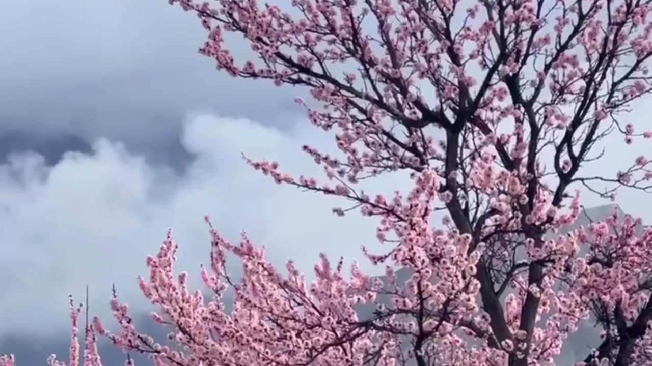 CherryBlossom Season View