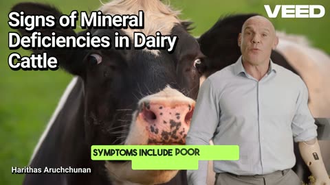 Unlock Dairy Success:Spot Mineral Deficiencies in Dairy Cattle